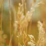 Blonde hottie gives guy a happy ending after wonderful massage